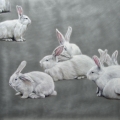 Susanne Wehmer - Pintura Hiperrealista - Bunnies #6