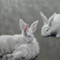 Susanne Wehmer - Pintura Hiperrealista - Bunnies #7