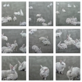 Susanne Wehmer - Pintura Hiperrealista - Bunnies Series