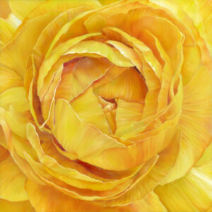 "Ranunculus"